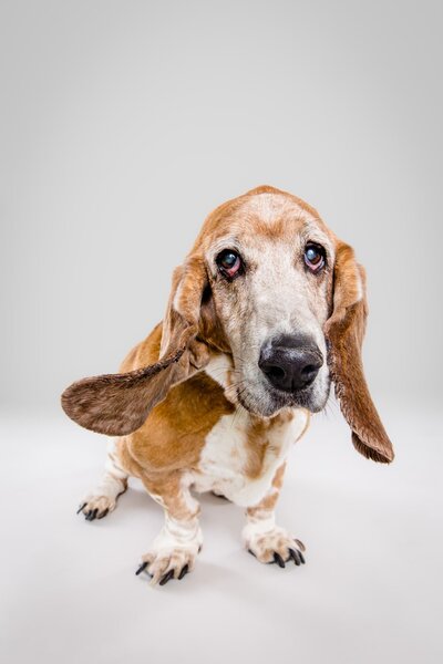 Senior Dog Saturday Minis - the Beloved Pup Photo Studio Birmingham, Alabama Dog Photographer 1