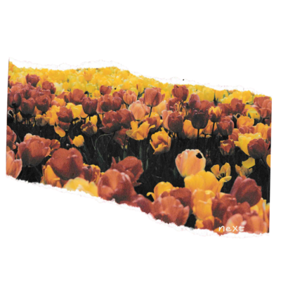 Yellow and red tulips pictured on a ripped magazine cut-out