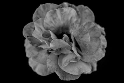 fine-art-photographic-print-flower-black-white-aluminum-effervescence