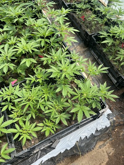 Young cannabis plants starting to grow in a greenhouse