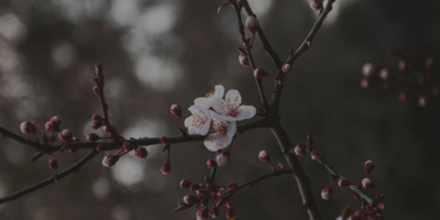 cherry blossom branch with four bloomed cherry blossom flowers and many buds, blurred background