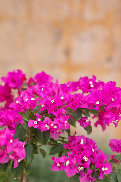 Pink flowers in Cancun, Mexico