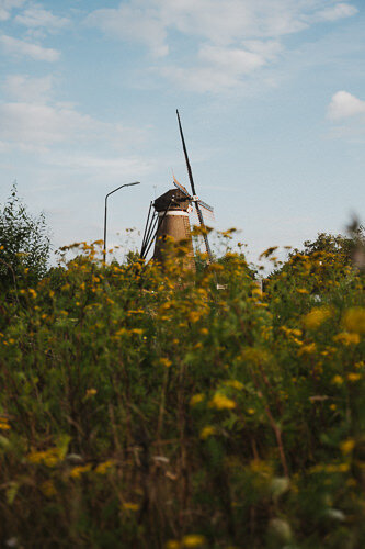 Roosdonck windmill above a field of flowers on a blue and cloudy sky day in Nuenen photographed by Amy Harper, guide for original Van Gogh Photo Walks.