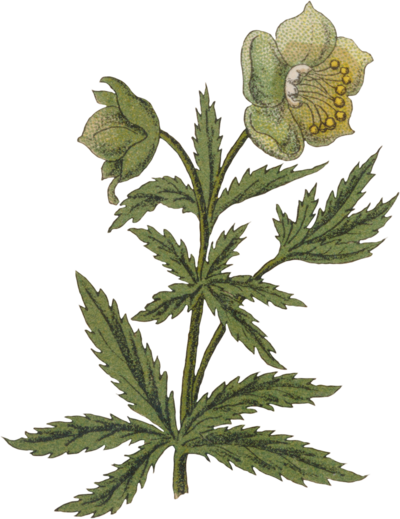 Whimsical graphic of a Green Hellebore plant