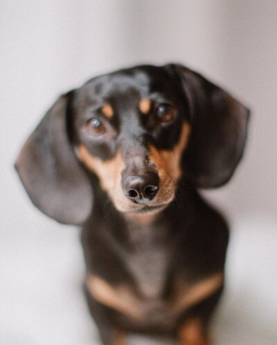 jacquelines dog