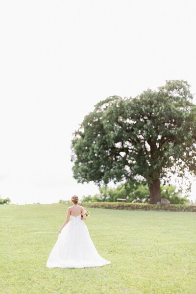 Bride walks through expansive field toward large oak tree