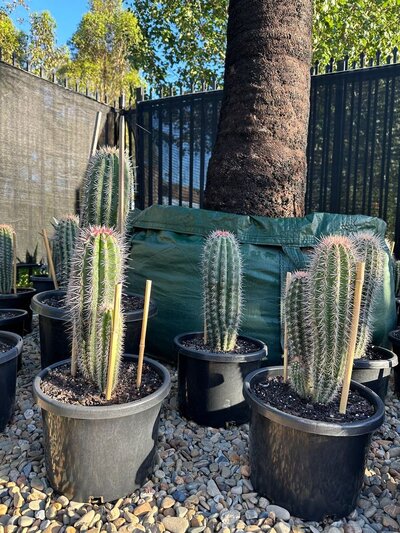 MEXICAN GIANT CACTUS Pachycereus Pringlei