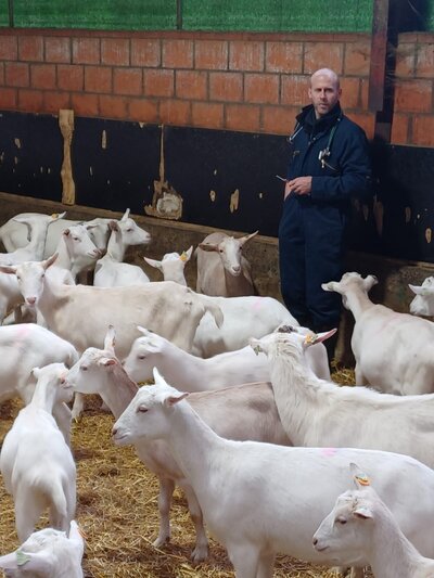 Dasivet Dierenartsen: dierenarts voor geiten en schapen