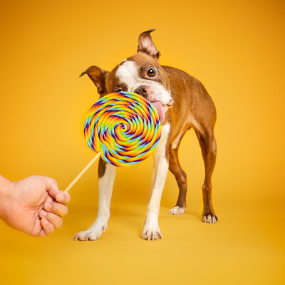 A Boston Terrier pup licking a lollipop prop