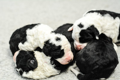micro Sheepadoodle puppies for sale