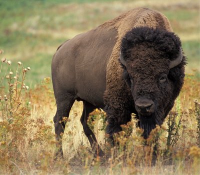 animal-bison-buffalo-46188