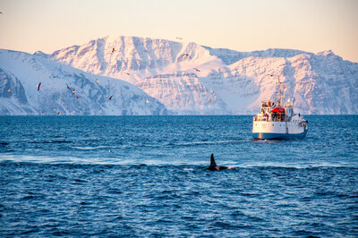orcas in norway