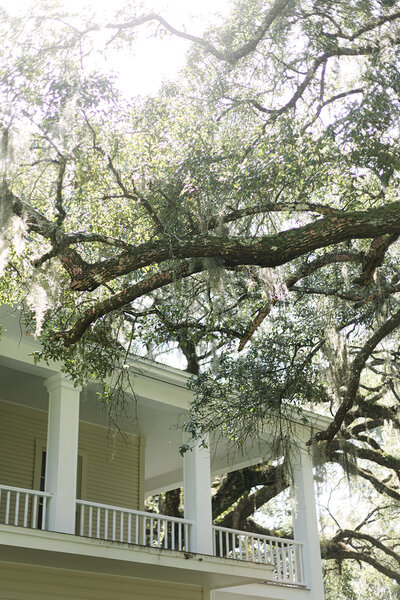Large white Florida southern estate with mature trees with moss hanging down from its branches. Eden Gardens statepark photoshoot. 