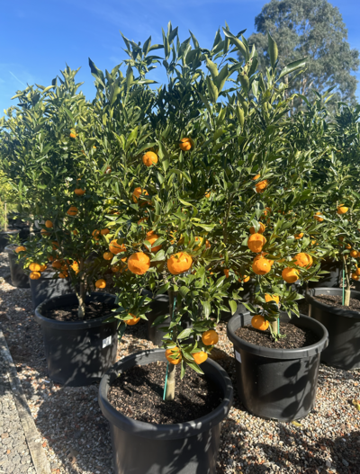 IMPERIAL MANDARIN TREE Citrus Reticulata 'Imperial'