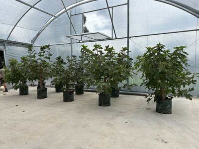 SILVER BEAUTY FIG FRUIT TREE Ficus carica 'Silver Beauty'