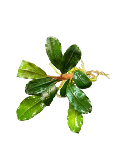 bucephalandra