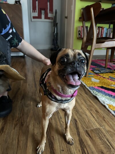 Dixie (5)