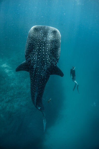 Swimming with a whale shark