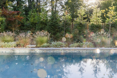 Transformed backyard pool area with lush greenery, ornamental grasses, and layered landscaping creating a serene and natural oasis.