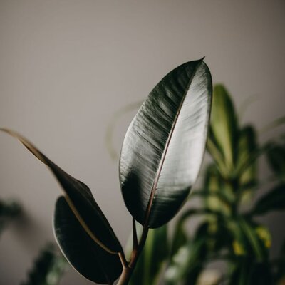 Dark green tropical foliage