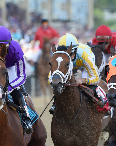 Bay Thoroughbred Dynamic Impact racing.