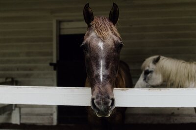 Mobile integrative veterinary care South Carolina_Burkett Veterinary Services 