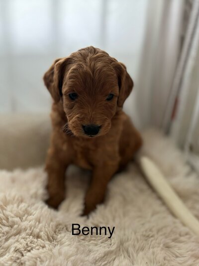 Benny mini Goldendoodle male adult size 20# , Wavy coat