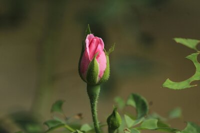 A pink rose is ready to begin opening