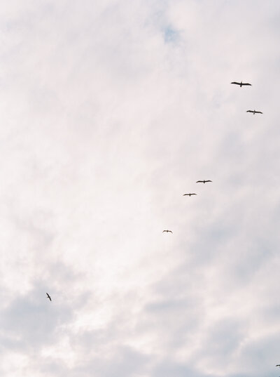 birds flying in a cloudy sky