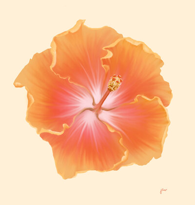 Illustration of an orange hibiscus flower illustration on a cream background.