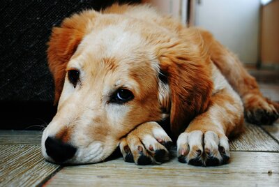 A dog peacefully laying down, symbolizing comfort and love, highlighting compassionate pet aquamation and memorial services in Lansing, Michigan
