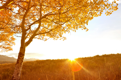 Golden autumn tree with sun shining through branches over a grassy field at sunrise or sunset, inspiring calm reflection, representing Mya Andersen's favorite season. 