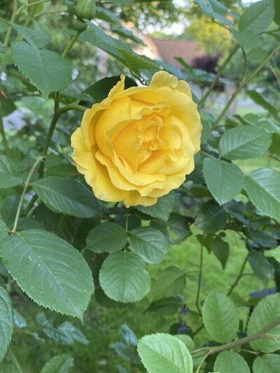 Blooming yellow rose on a bush