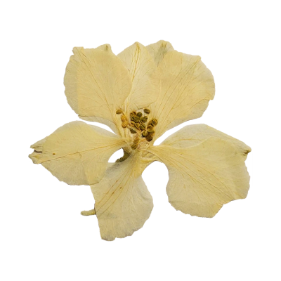 Dried yellow flower web element