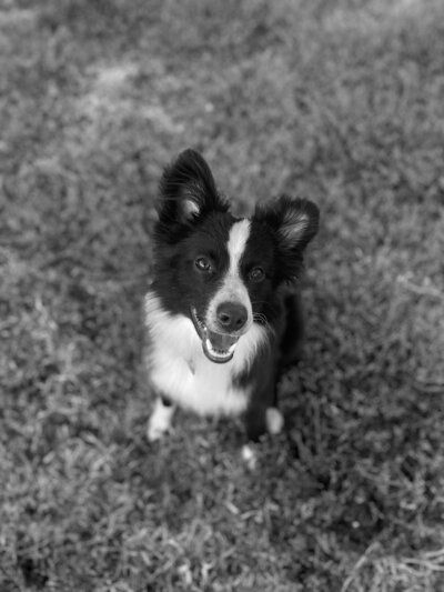 A black and white mini Australian Shepard is standing in the grass, looking up at the camera with it's mouth open.