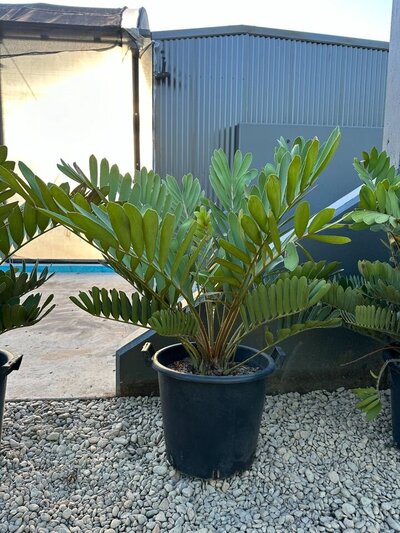 CARDBOARD CYCAD Zamia furfuracea