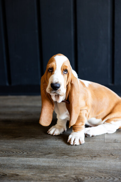 Portrait of a basset hound
