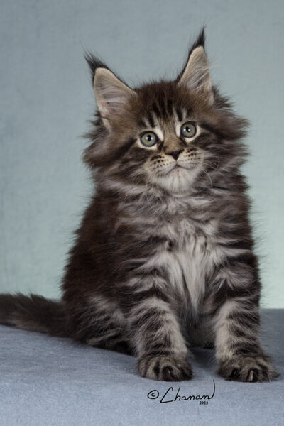 Champion_maine_coon_grace_2