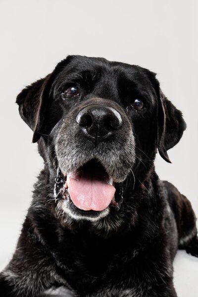 Senior Dog Saturday Minis - the Beloved Pup Photo Studio Birmingham, Alabama Dog Photographer 8