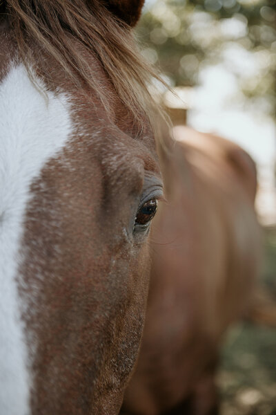 A close-up portrait of a horse, focusing on its expressive eye, capturing the calm and therapeutic essence of the animal