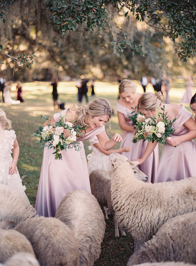 Satin mauve bridesmaid dresses with off the shoulder sleeves during portraits with the Middleton sheep