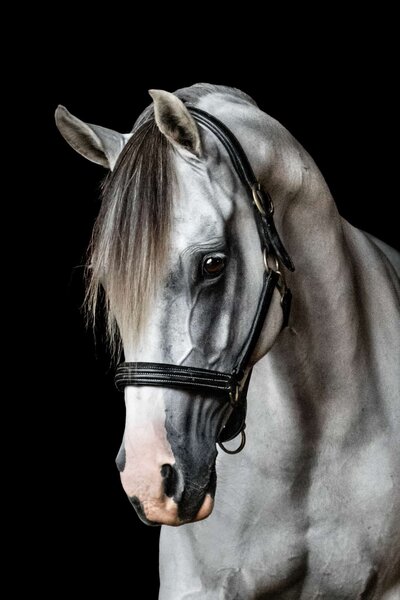 9. Ebenezer Grey Horse Photoshoot Half Steps Photography