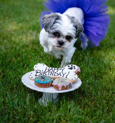 Dog birthday celebration