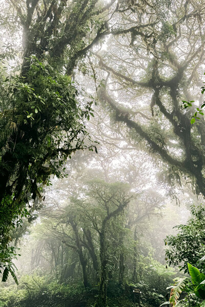 Foggy forest landscape in Monteverde, Costa Rica