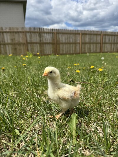 Photo of baby chick taken by Duluth wedding photographer, Kelly Friday Photography. 
