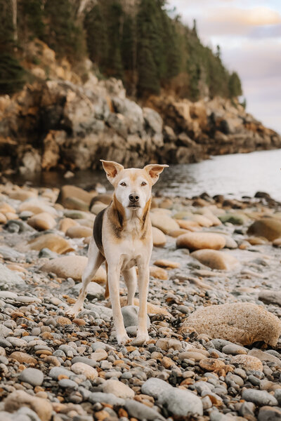 dog on little hunters beach