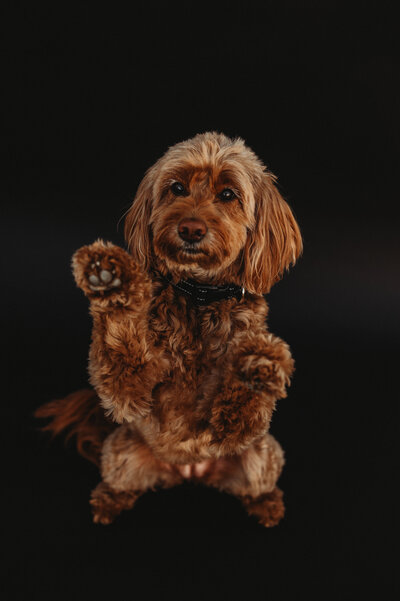 Goldendoodle standing up and sitting pretty with a black backdrop