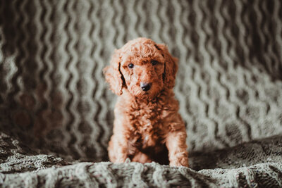 Dark Blue Collar Female Scarlett