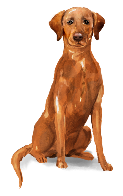 Black Labrador Illustration
