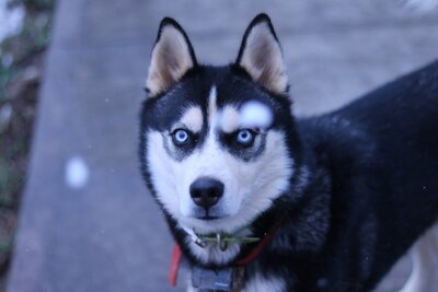 Siberian Husky Dog  portrait in snow